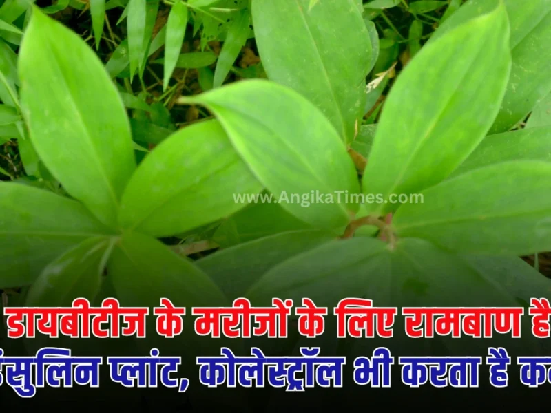 Insulin Plant: आज के समय में कई लोगों को डायबिटीज की बीमारी होती है। और वह कई दवाइयां का सेवन अपनी रोजमर्रा की जिंदगी में करते हैं।