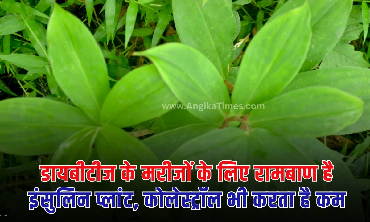 Insulin Plant: आज के समय में कई लोगों को डायबिटीज की बीमारी होती है। और वह कई दवाइयां का सेवन अपनी रोजमर्रा की जिंदगी में करते हैं।